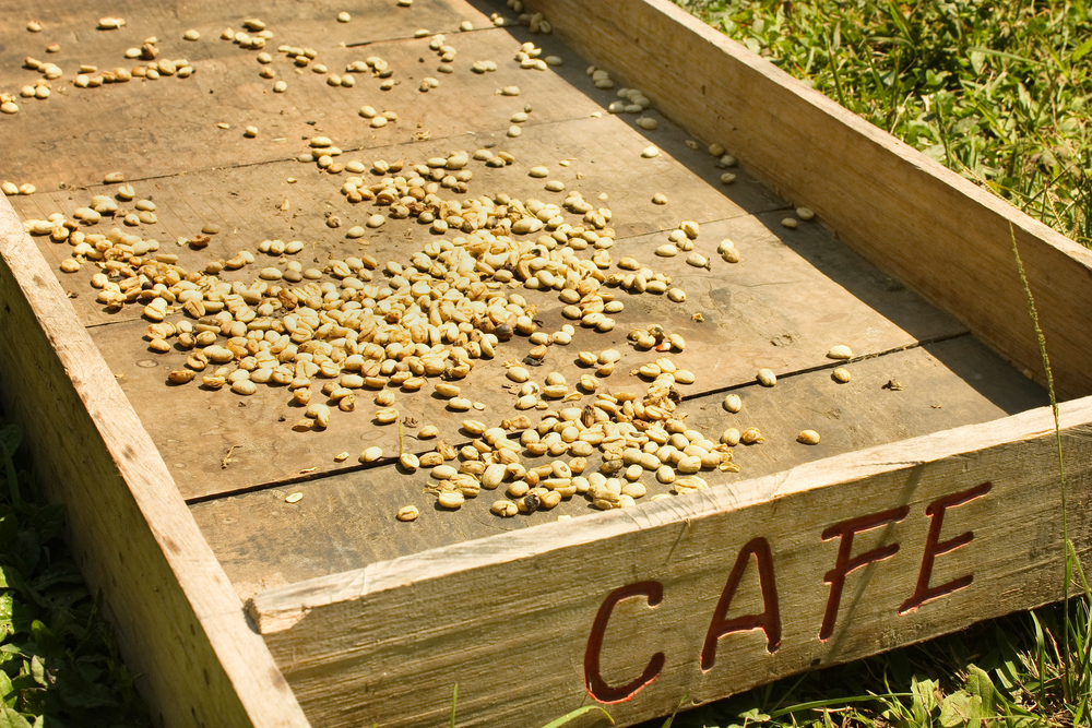 Что такое зеленый кофе?