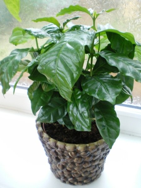 Кофейное дерево дома