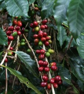 Ягоды арабики Блю Моунтинг