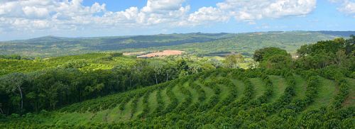 Кавове господарство Домінікани