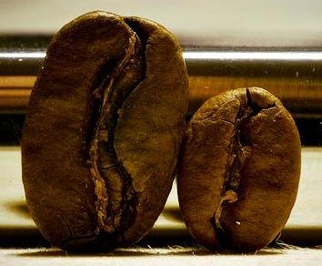 Сорт кофе Марагоджип