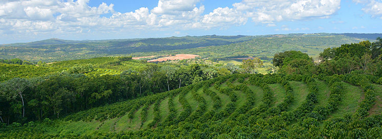 Кавове господарство Домінікани