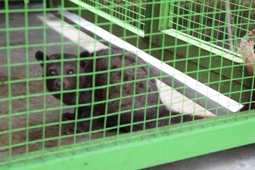 зверушка лювак