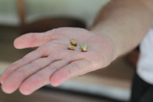 вид зерна копи лювак