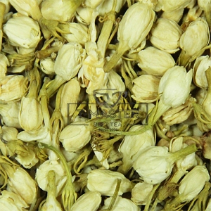 Жасмин (квіти)