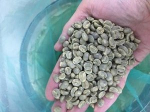 Кофе свежей обжарки Ямайка Блю Маунтин