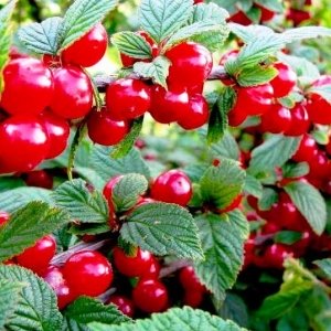 Кофе ароматизированный Китайская Вишня